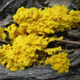 Image for article titled Hungry Slime Molds Reconstruct Ancient Road Networks